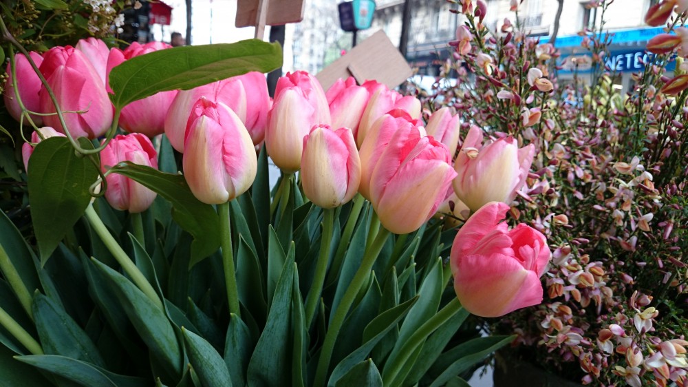 Z2-tulipes
