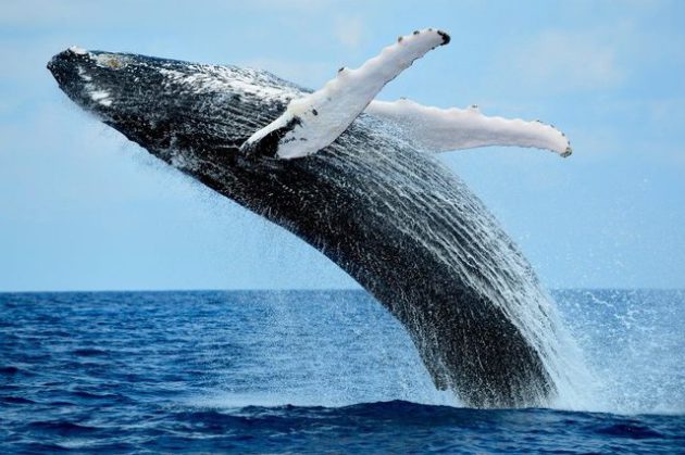 baleine-ile-de-la-reunion