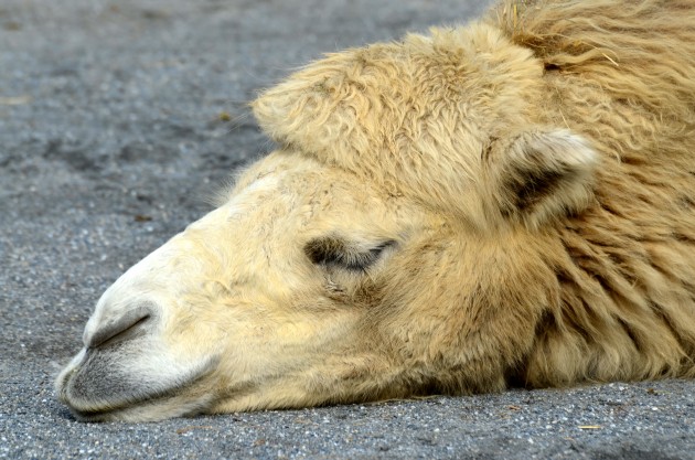 50_Jahre_Knie's_Kinderzoo_-_Camelus_bactrianus_(Trampeltier)_2012-10-03_15-21-11