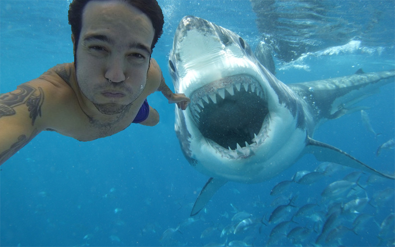 selfie-requin
