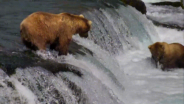 bear_salmon