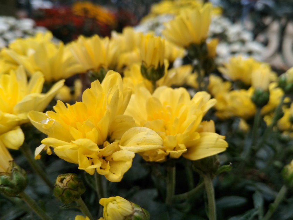 fleurs-jaune