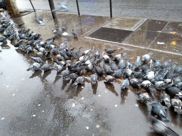 pigeons-3