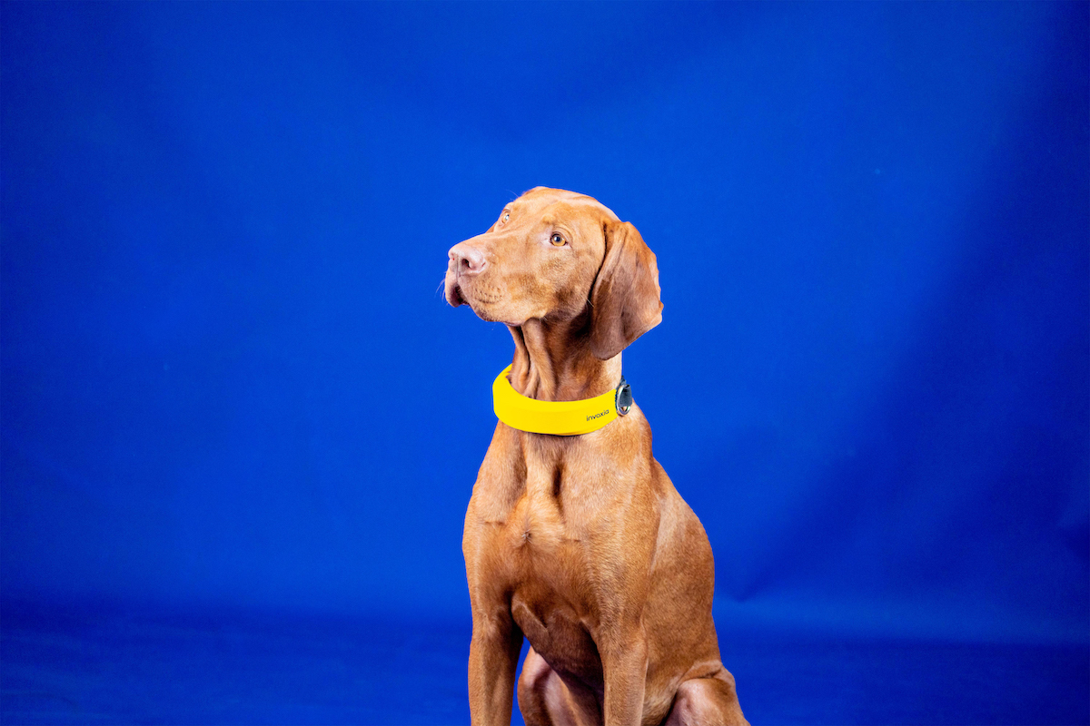 Le Smart Dog Collar permet un suivi de la santé cardiaque et respiratoire des chiens