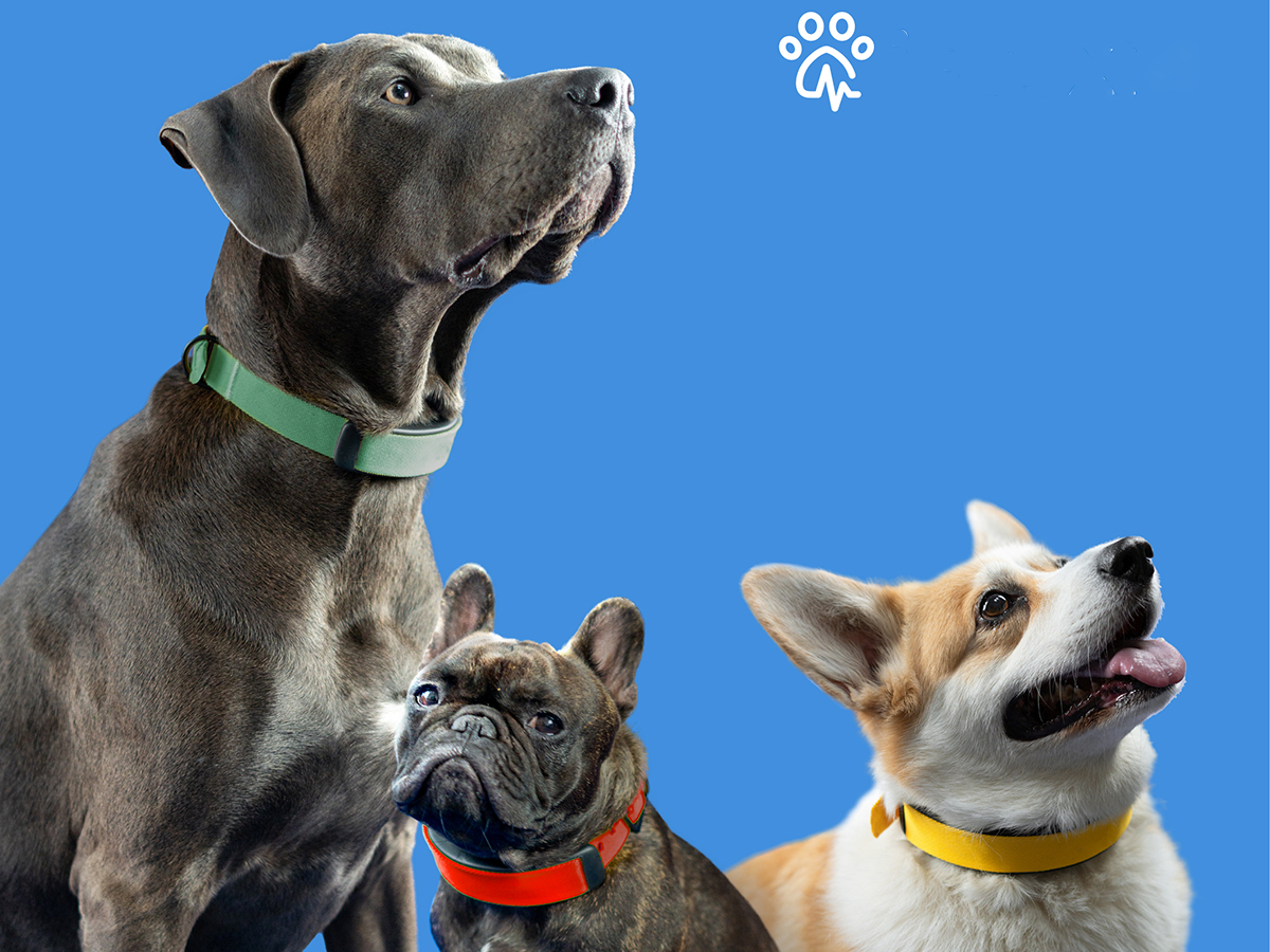 Monitor your dog’s health with this connected collar