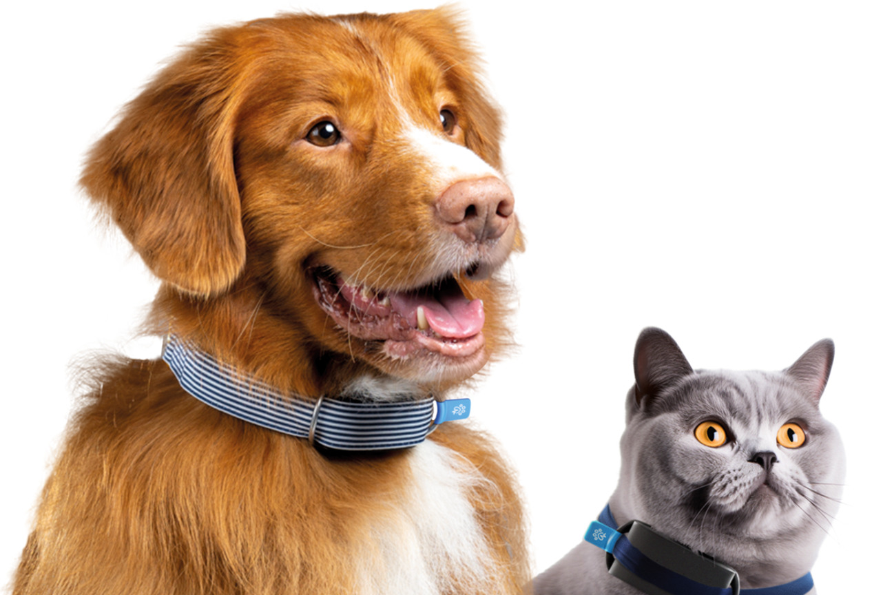 Invoxia Traqueur GPS pour chats et chiens